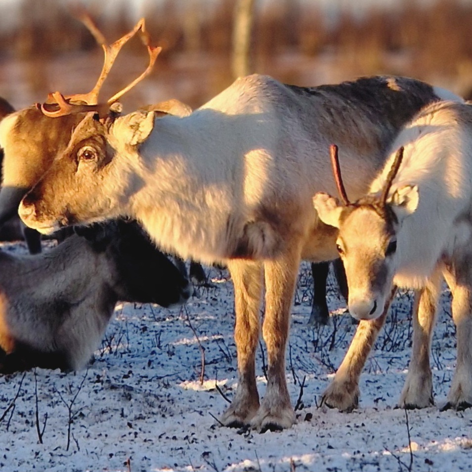 PRODUKTER FÖR RENNÄRING 