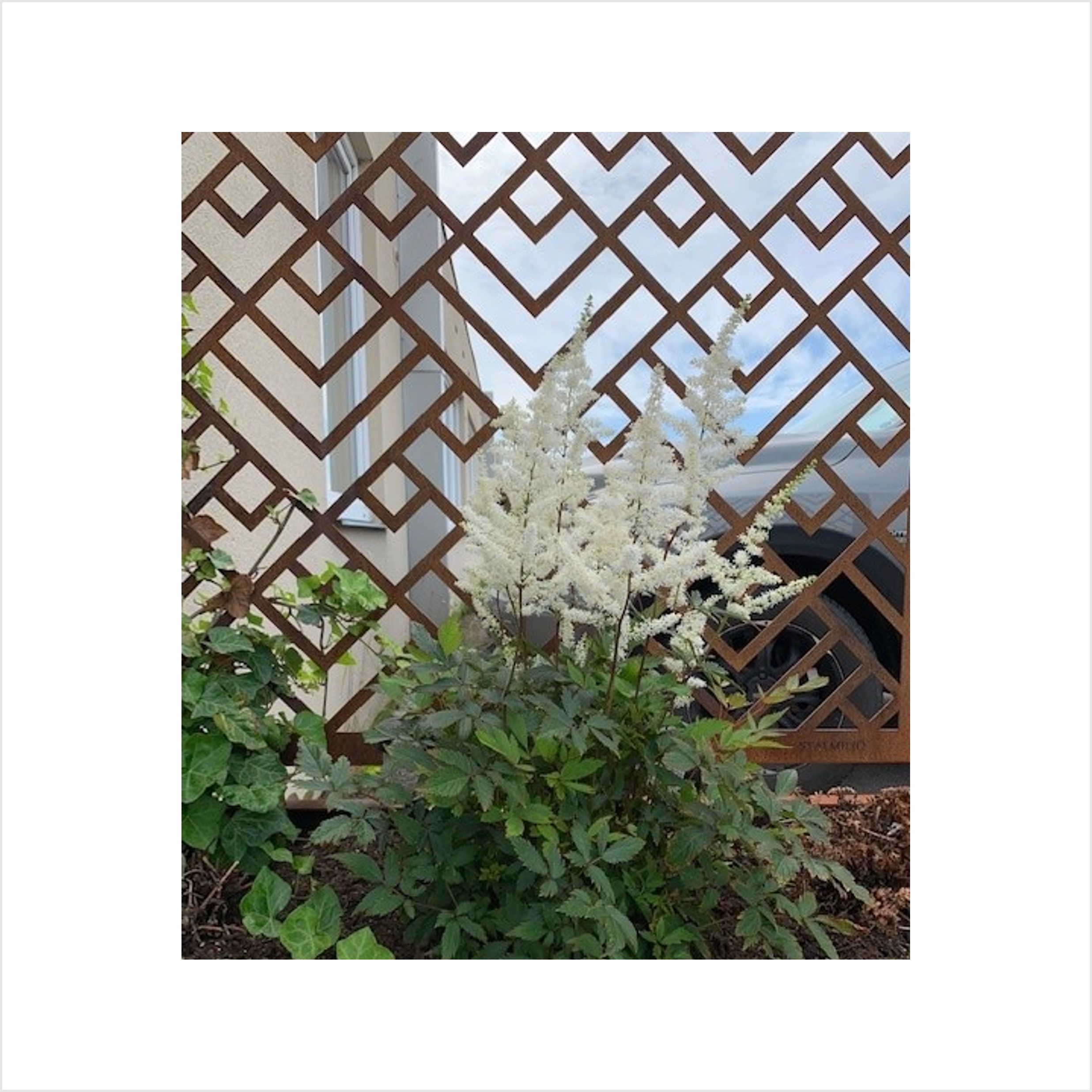 mönster, design, vit blomma, gröna blad, spaljé