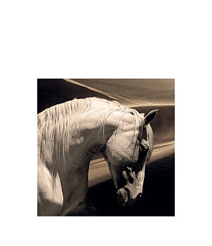 ARABIAN HORSE Photo painting - 100x100, Plexiglas