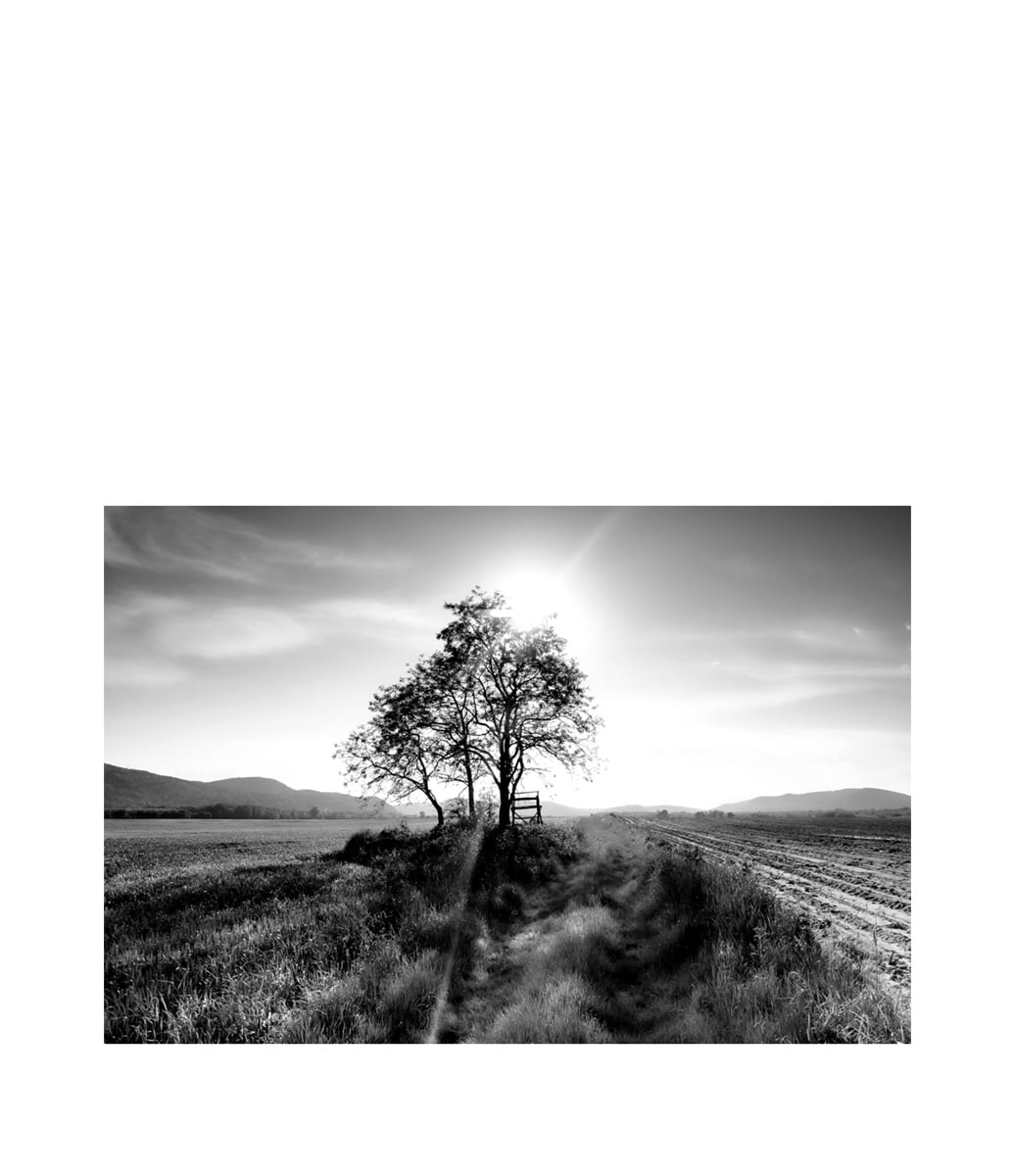 LANDSCAPE TREE Fototavla - 150x100, Plexiglas