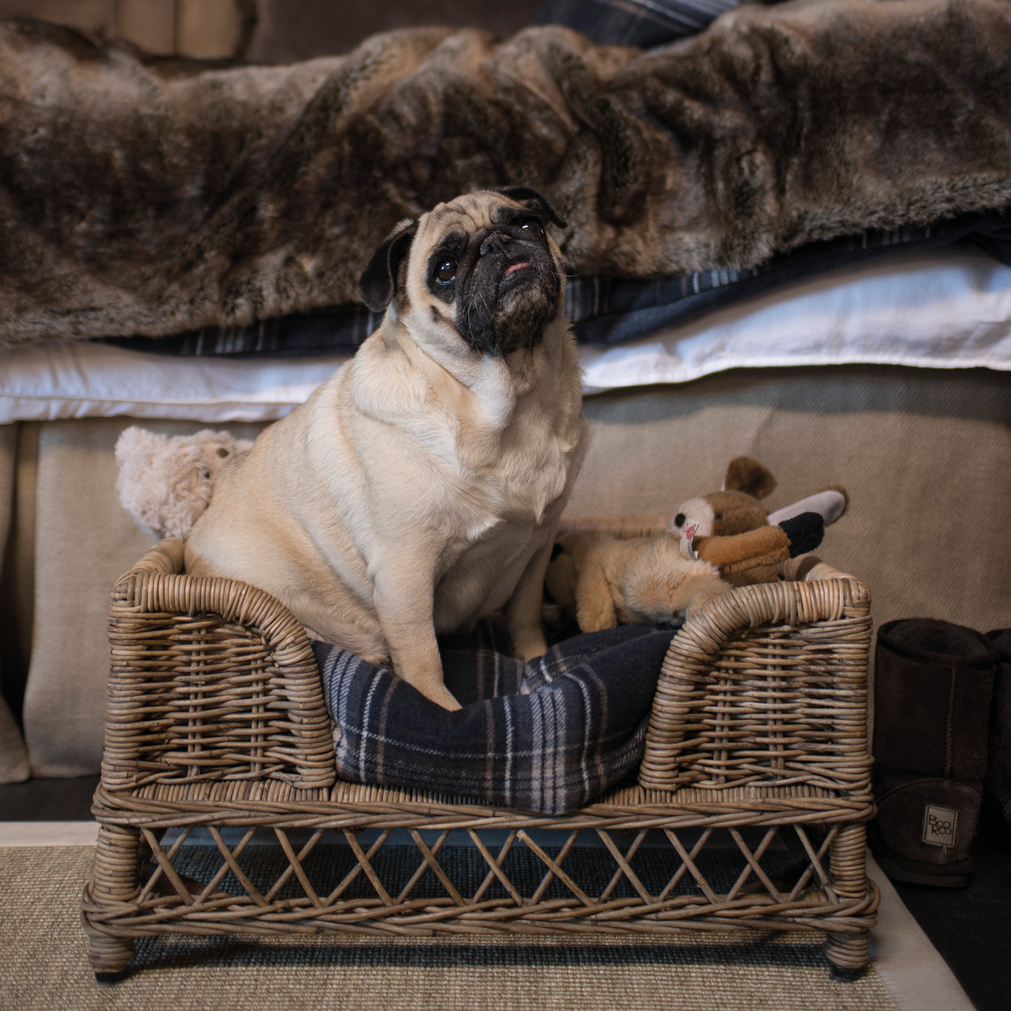 BRUSSELS dog basket - 2