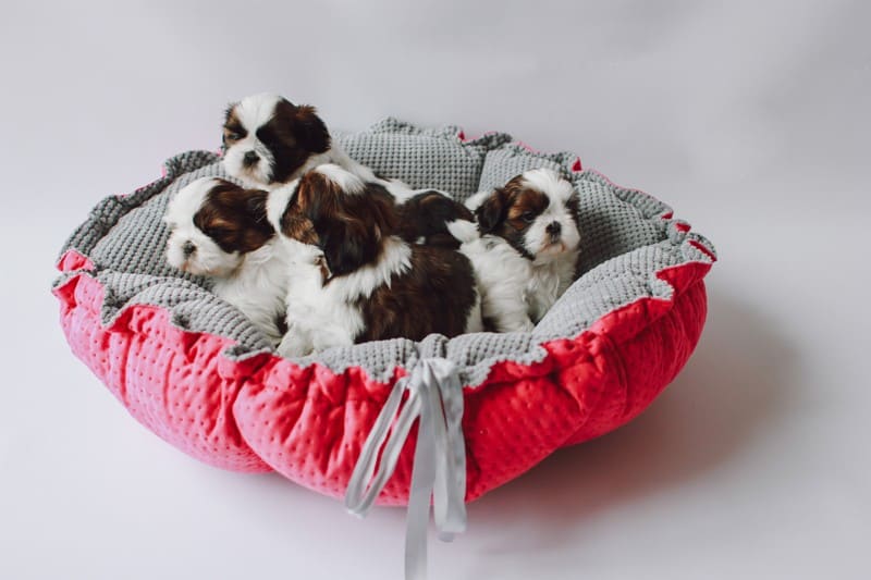 Lauren Design Hundbädd, kattbädd, lyxig kudde DAISY - 4
