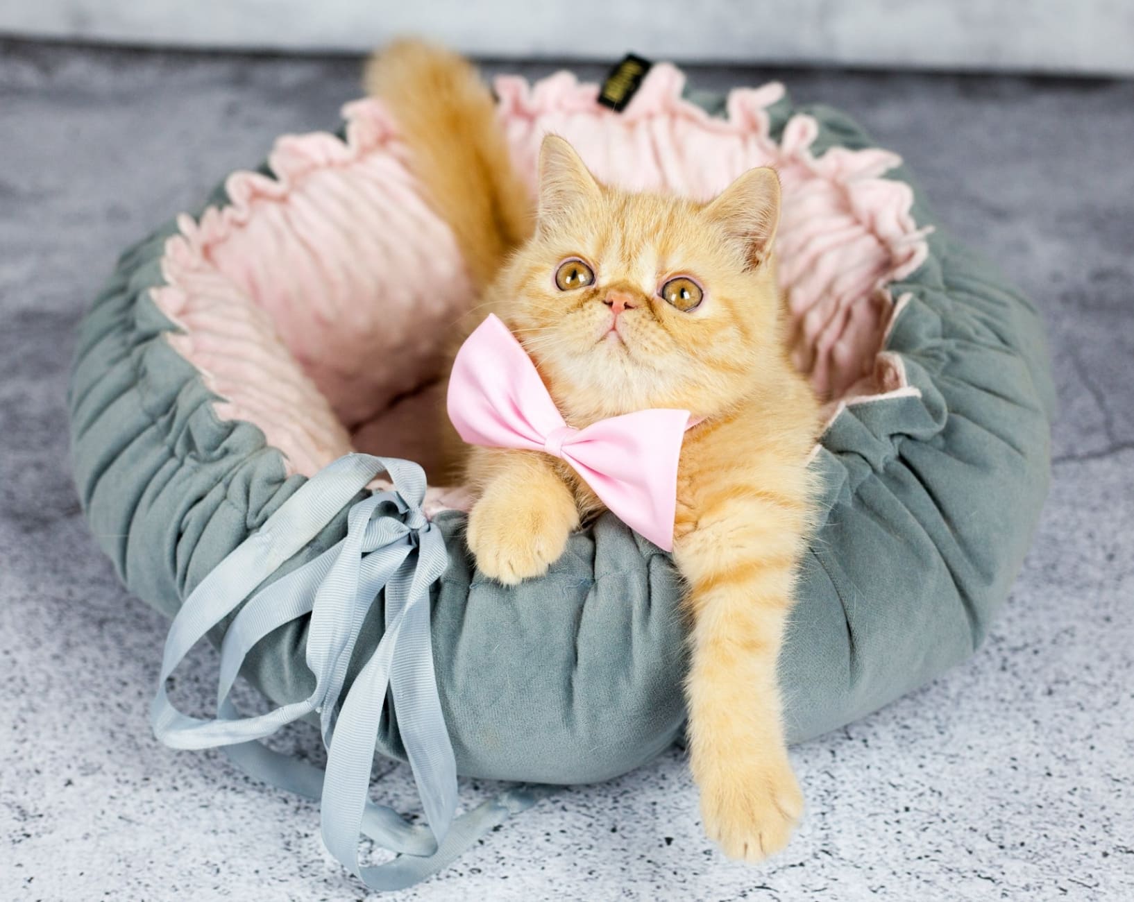 Lauren Design Hundbädd, kattbädd, lyxig kudde DAISY - 15