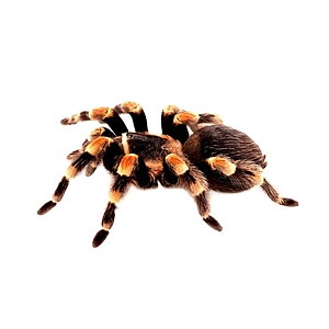 Spindel Väggdekor