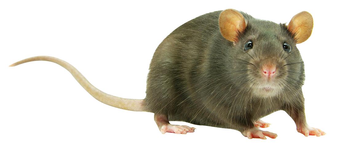 Råtta Väggdekor - Paxlux.se