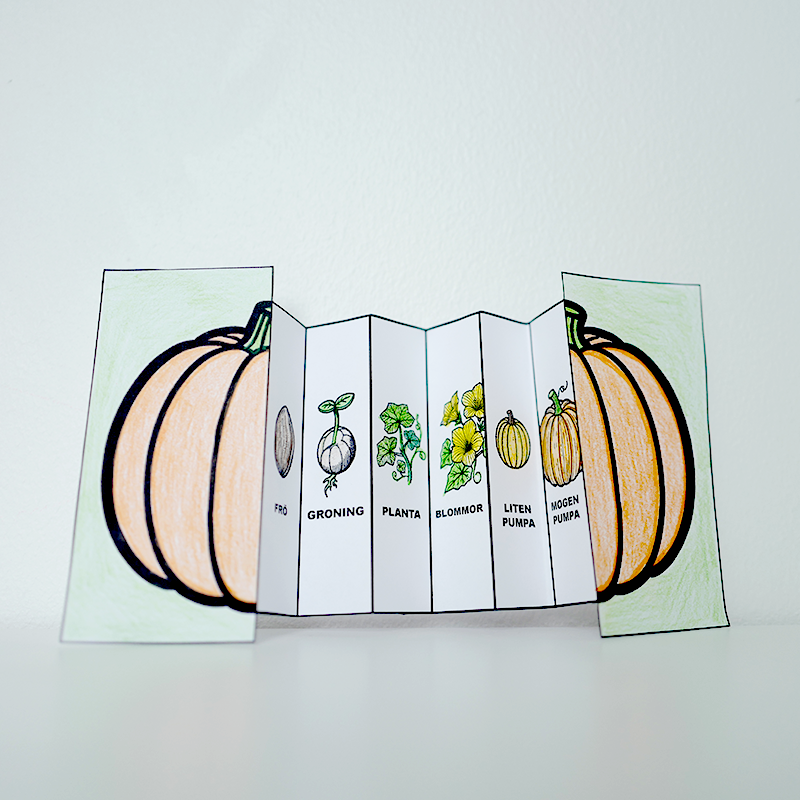 Halloweenpyssel - Pumpans Livscykel - 3