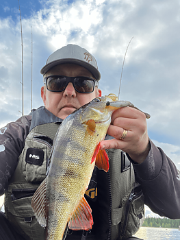ZMAN SCENTED PaddlerZ 4inch - Shiner - 5 PACK