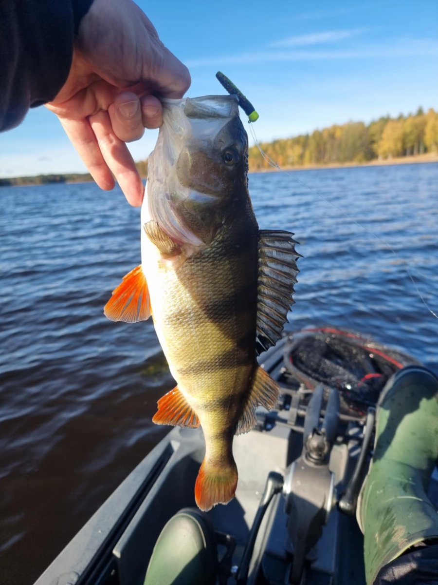 ZMAN MICRO TRD 1.75Inch Yoga Pants 8 PACK - 3