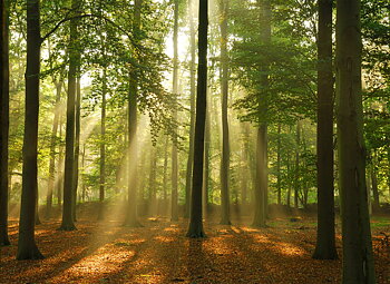Fototapet Av Skog Natur Hos oss pa uppsala fototapet hittar du tusentals kvalitativa fototapeter i oaendliga variationer av alla upptaenkliga motiv foer skiftande smaker och intressen. fototapet av skog natur