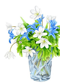 Poster "Scilla" a3 