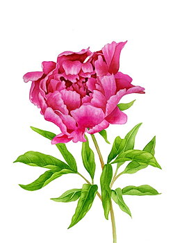 Poster "Liten Pion" a4 