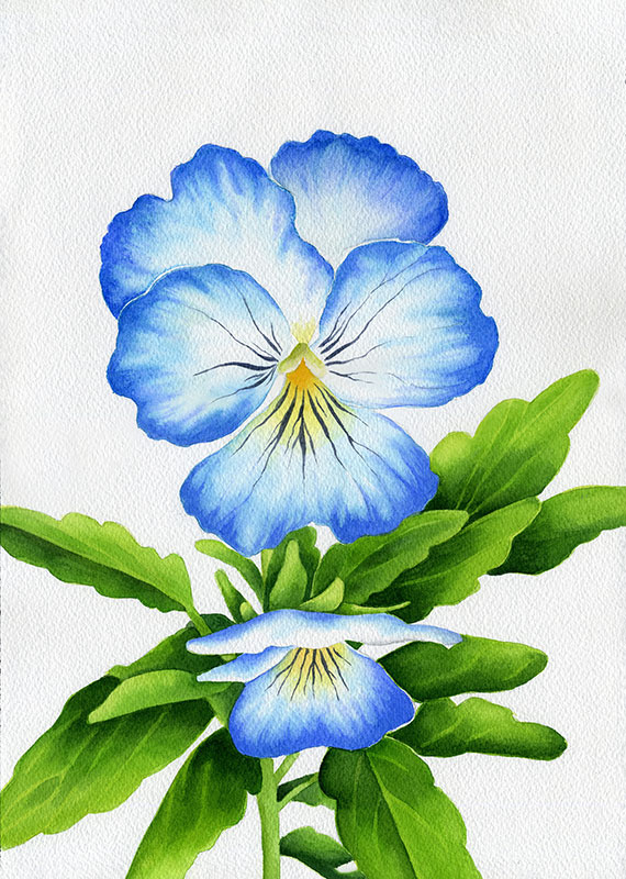 Akvarell "Pensé Viola" 