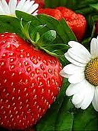 Midsommarafton och Midsommardagen Har vi stängt