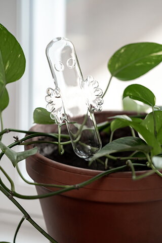 Hattifnatt självbevattning i glas, 30 cm 