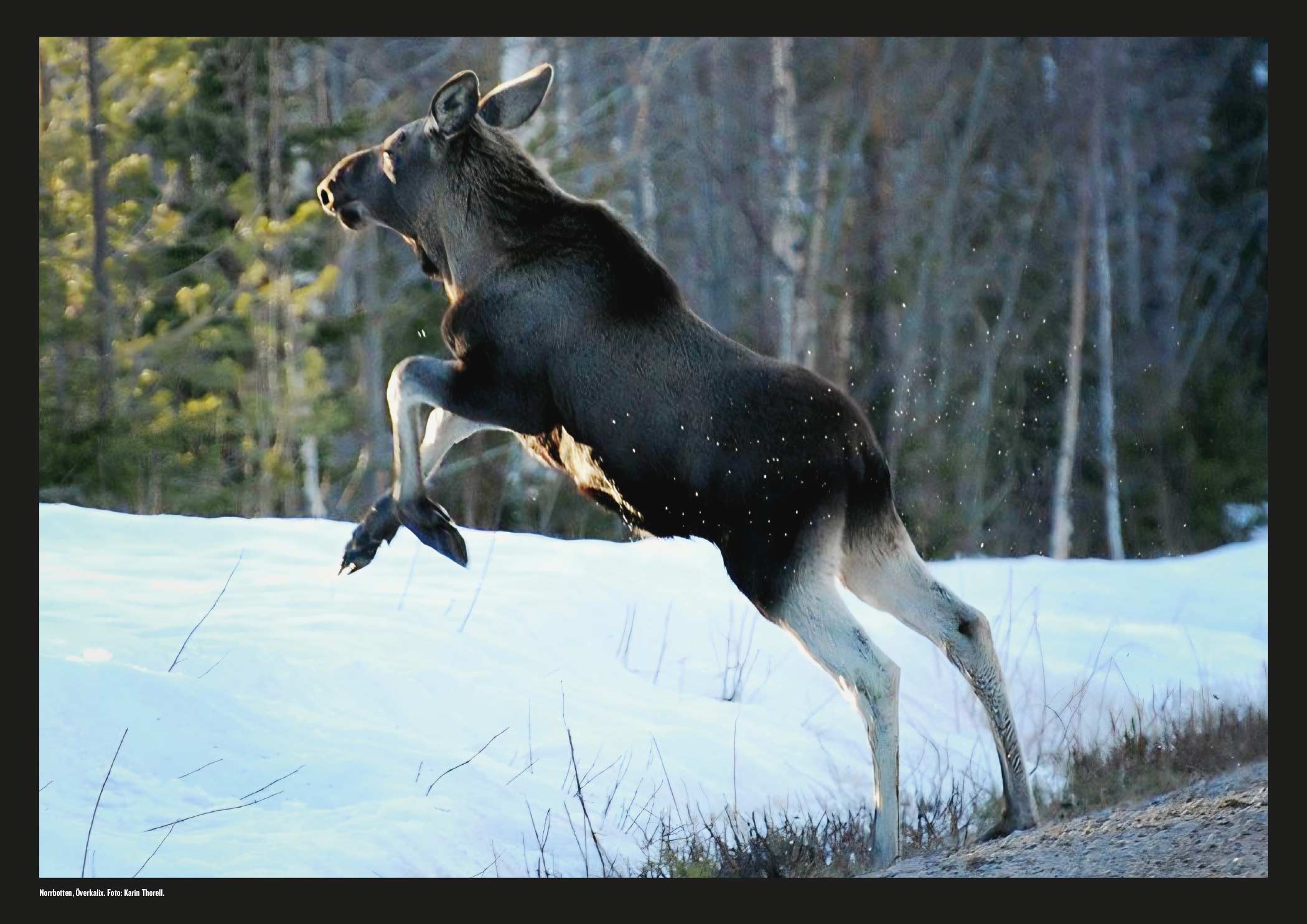ALMANACKAN NORRLAND MAGIC 2026 - 7