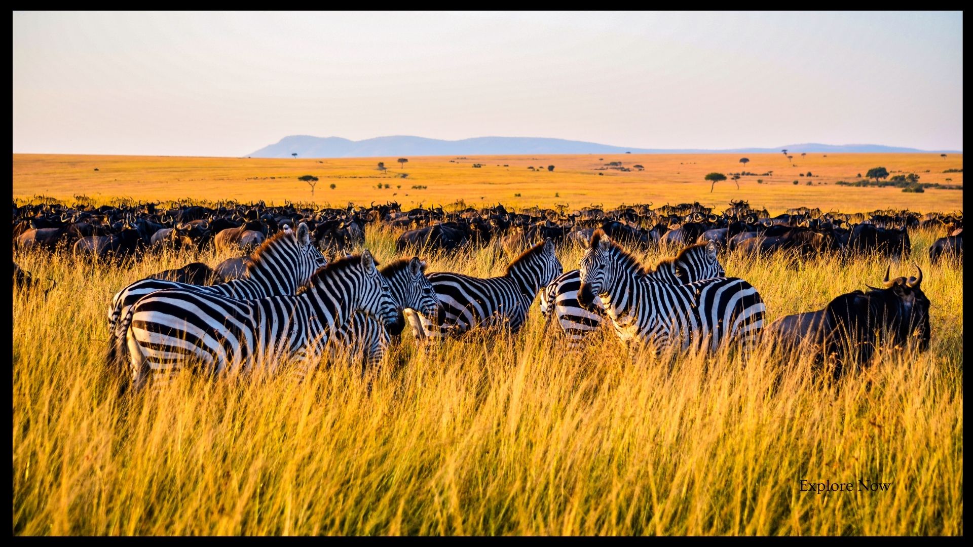 Wildlife Photography