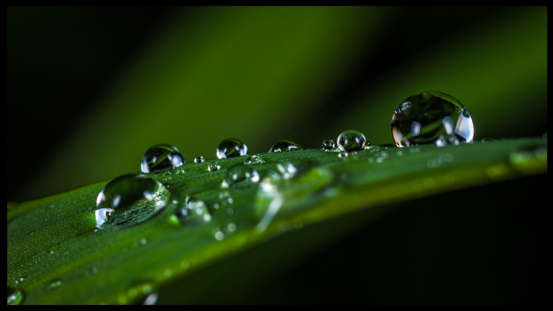 Macro Photography