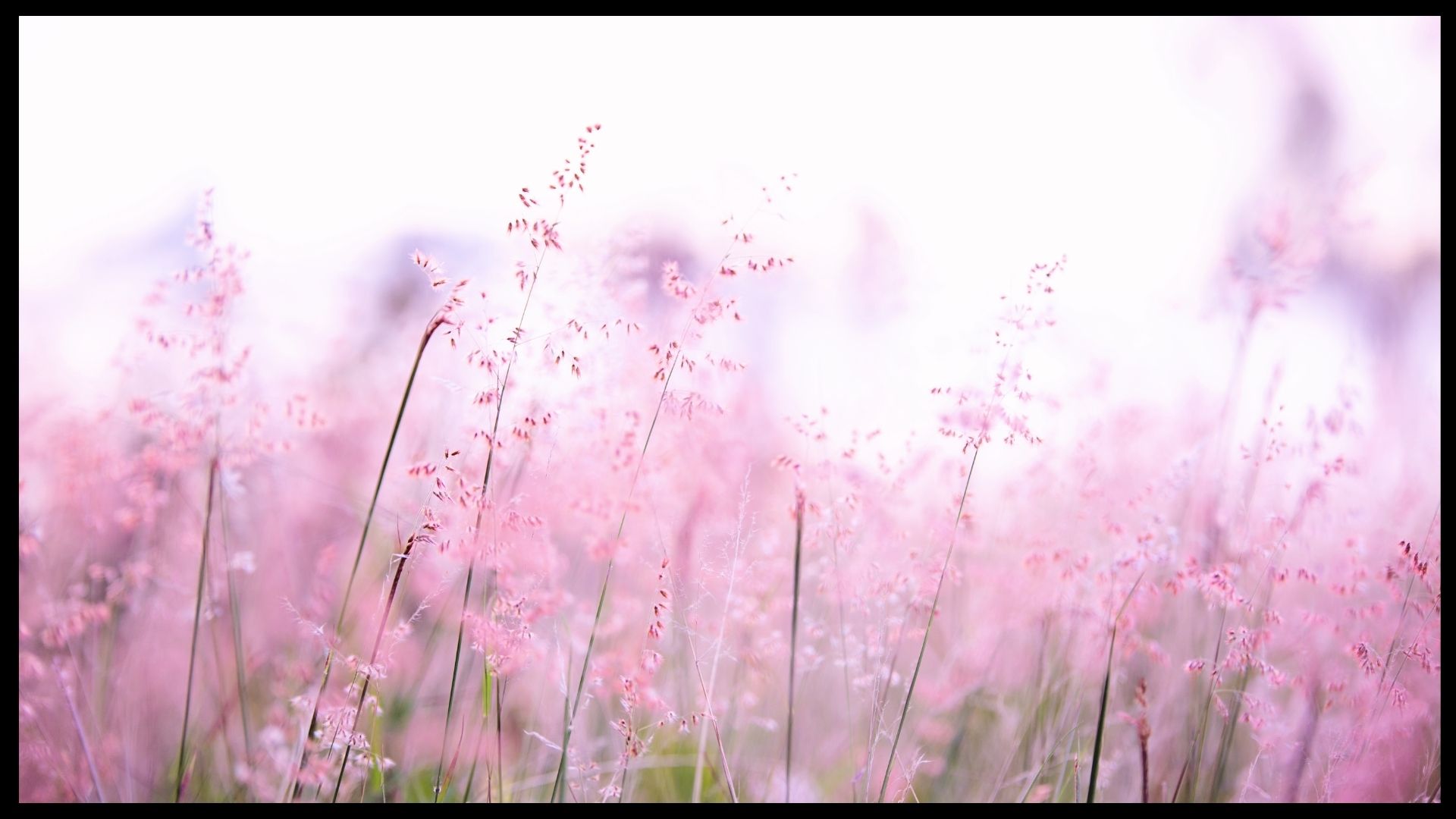 Nature Photography