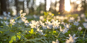 Våra öppettider: Mån - Fre 07.30 - 17.30 Lör 09.00 - 13.00, Sön - Stängt