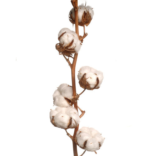 Bomull