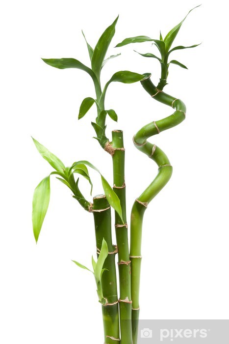 Bambu