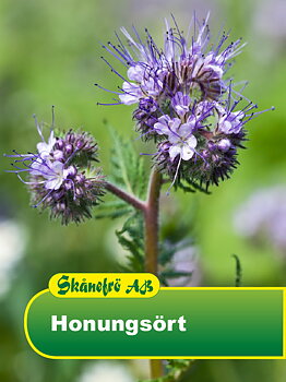 Honungsört 100 g