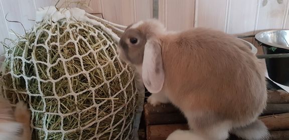 Slowfeeding Hönät till kanin, Två storlekar