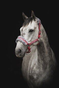 Grimma Horse Unique 