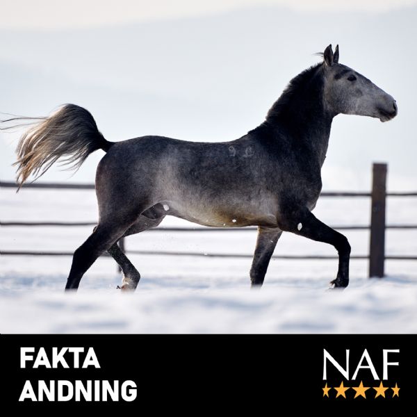 FAKTA Andning & Prestation