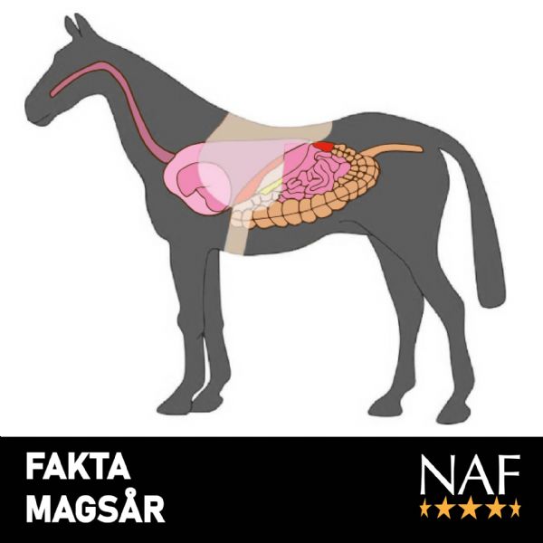 FAKTA Magsår