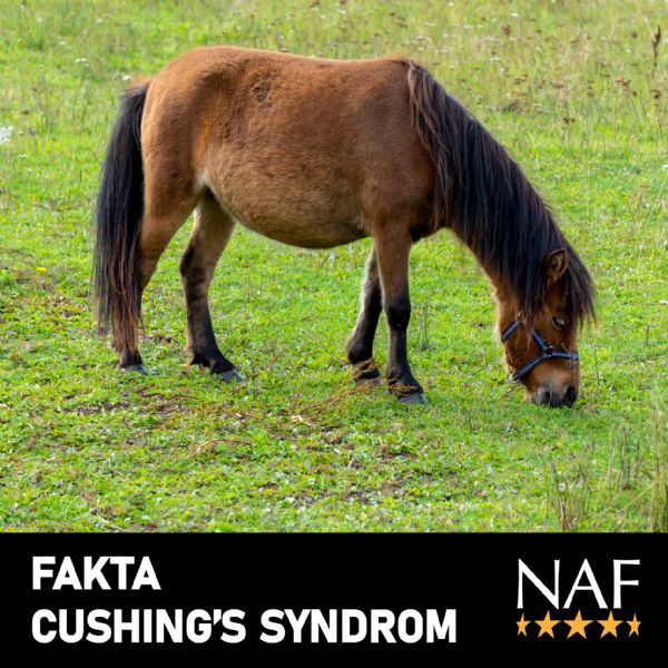FAKTA Cushings Syndrom