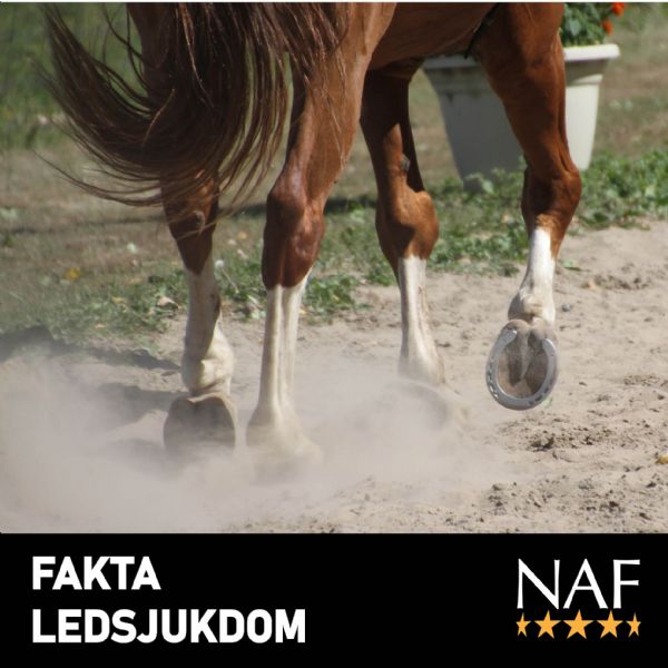 FAKTA Leder