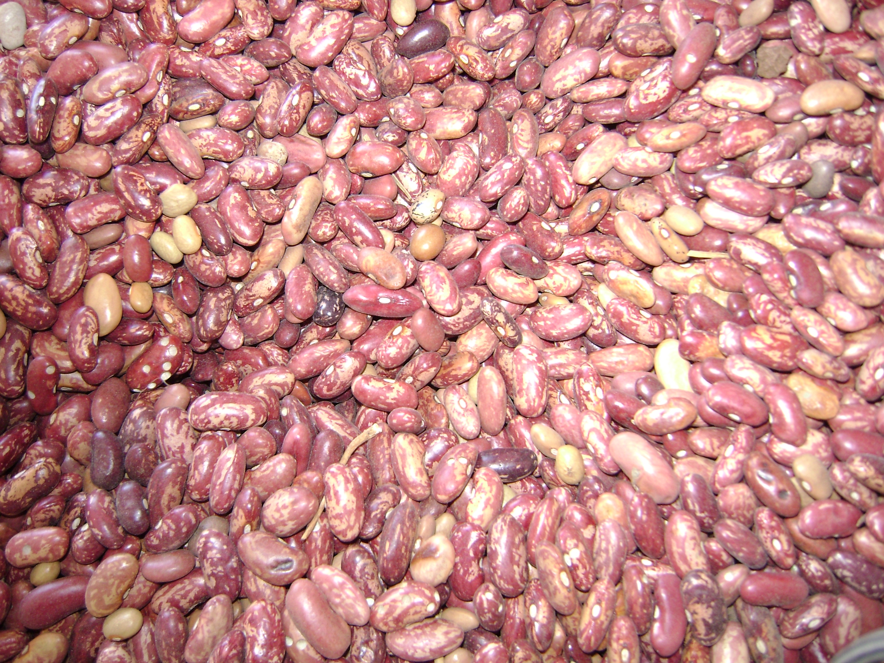 MASHAMBA Coco Beans 1kg