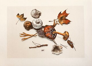 Musseron 13x18 cm