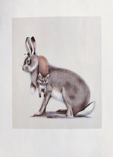 Hare med rävboa 13x18 cm