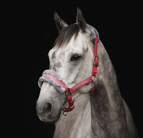 Grimma Horse Unique