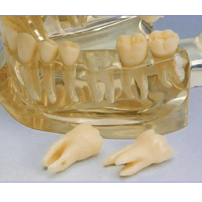 Hager Werken® Study Model Transparent - 2