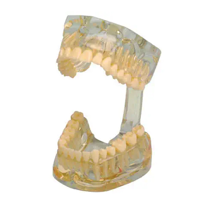 Hager Werken® Study Model Transparent