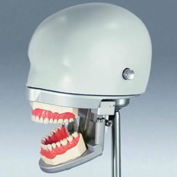 Frasaco® Dental Training Phantom P-6/3