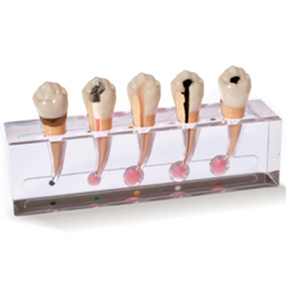 Morita® Endo Modell "Granulom"