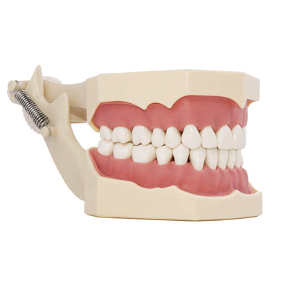 Bader® Typodont AG3 adult with articulator and tongue