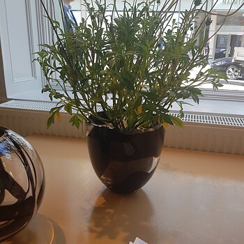 Non Stop Skål Svart