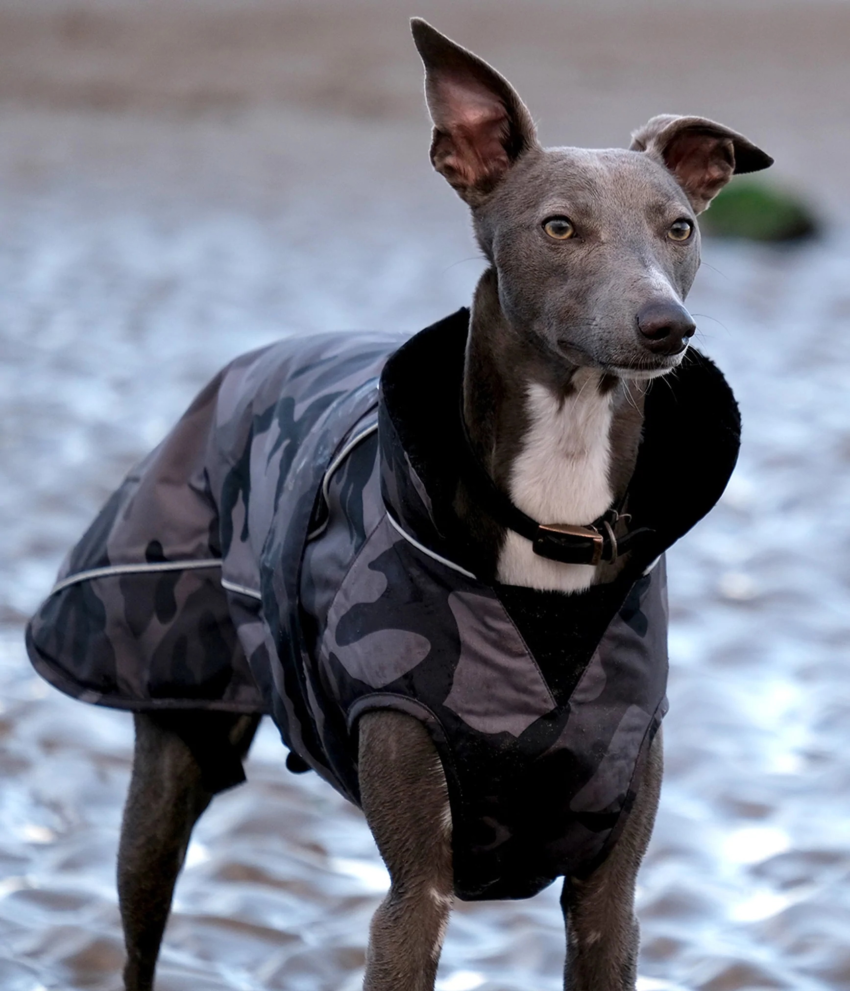 dryrobe® Dog - Black Camo / Black - 6