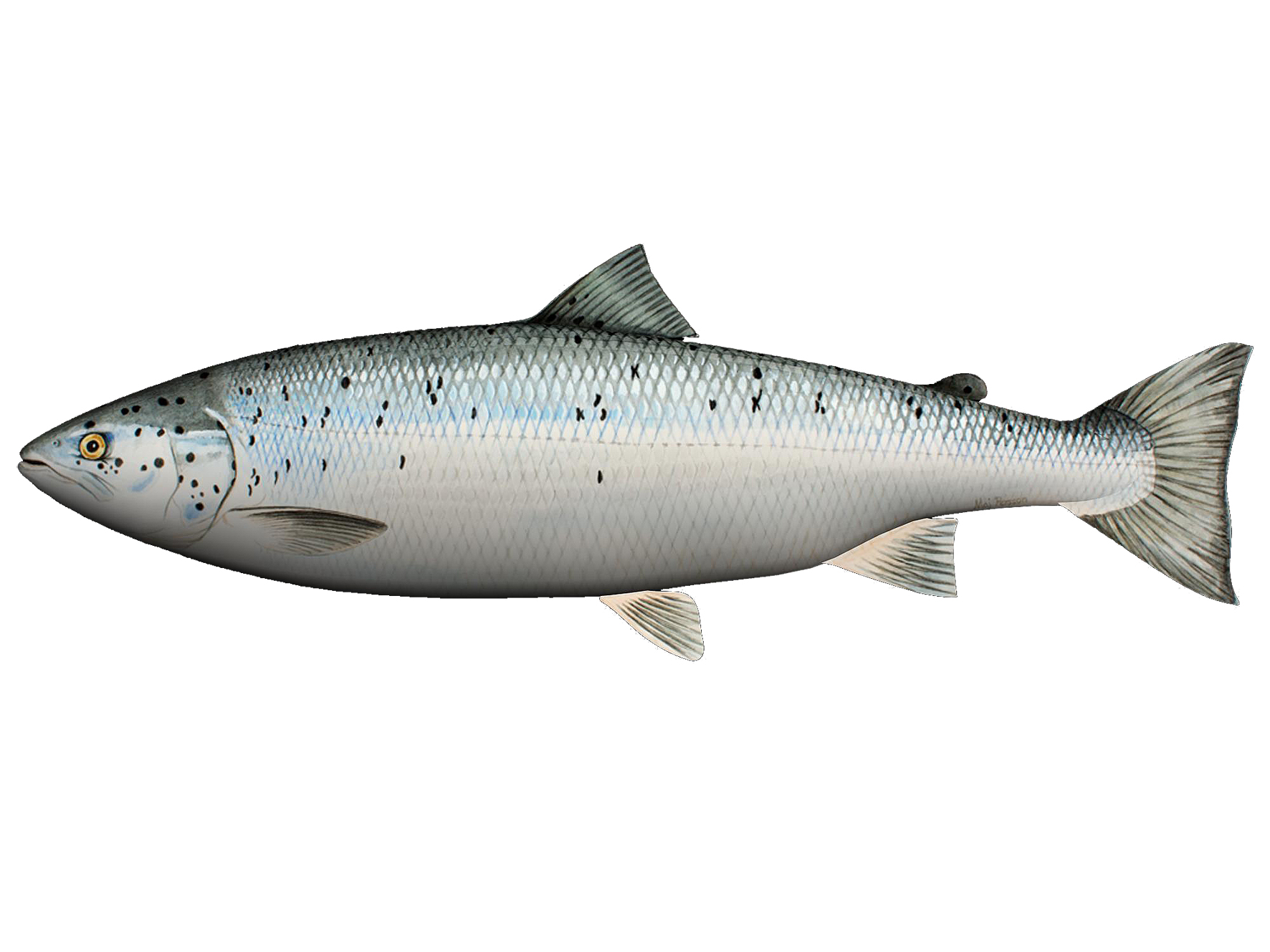 Soft toy with fish motif