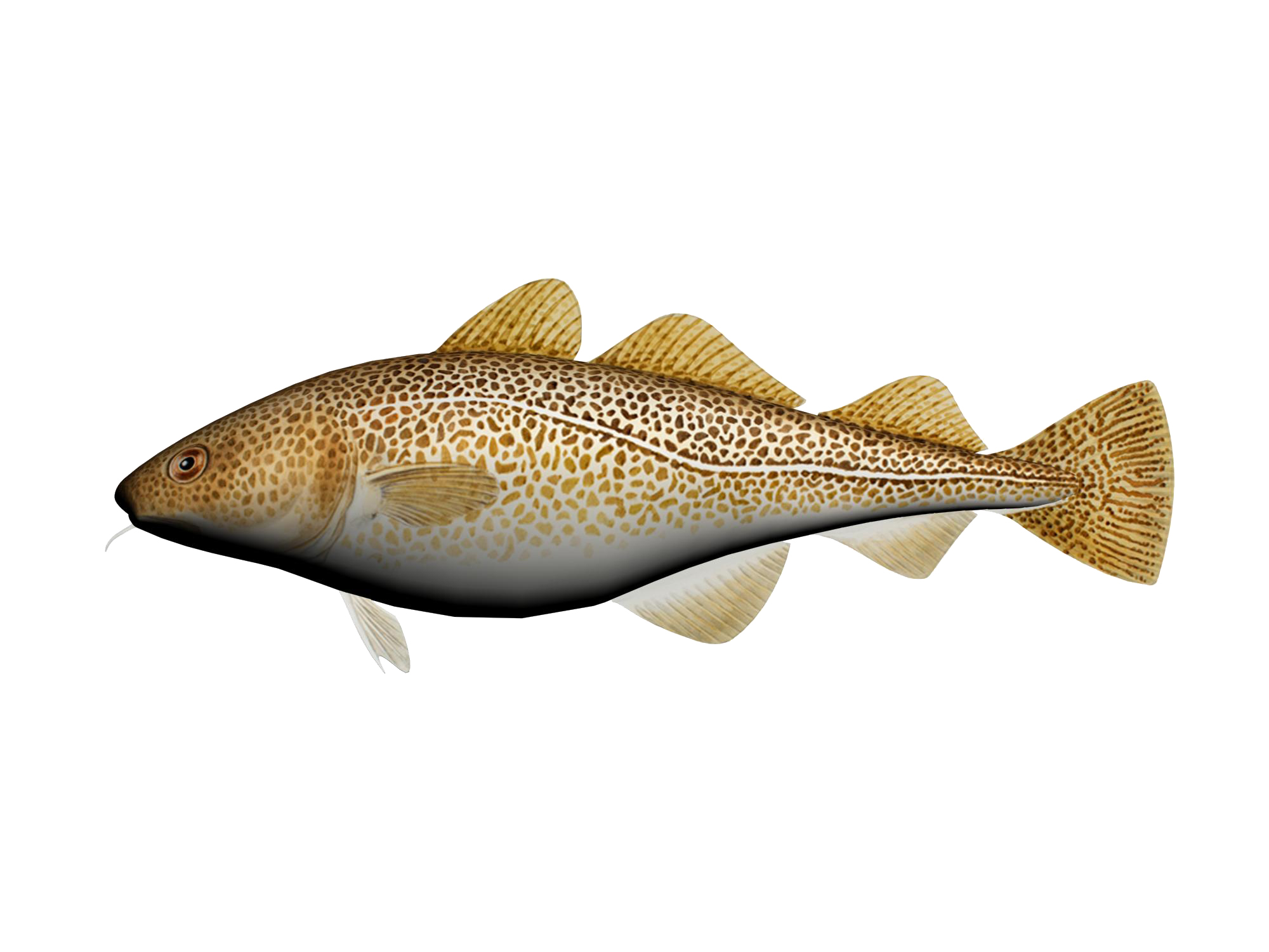 Mjukisdjur med fiskmotiv - 4