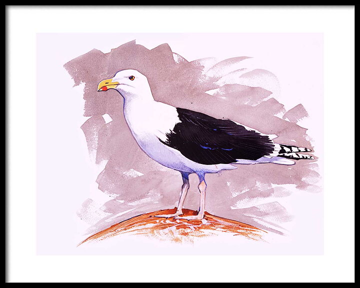 Black Cap Havstrut 50x40