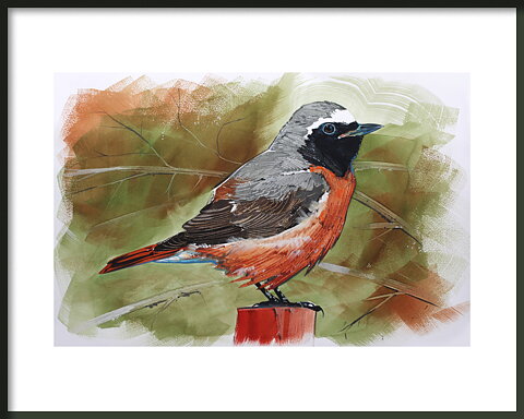 Rödstjärt 50x40 cm