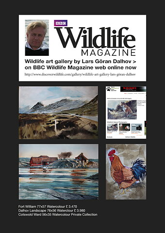 2013 BBC Wildlife Magazine Web Exhibition