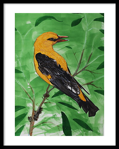 Sommargylling Golden Oriol Loroite d'Europe Pirol 40x50
