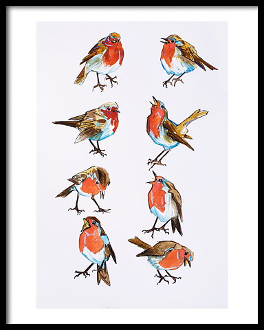 Robin 40x50